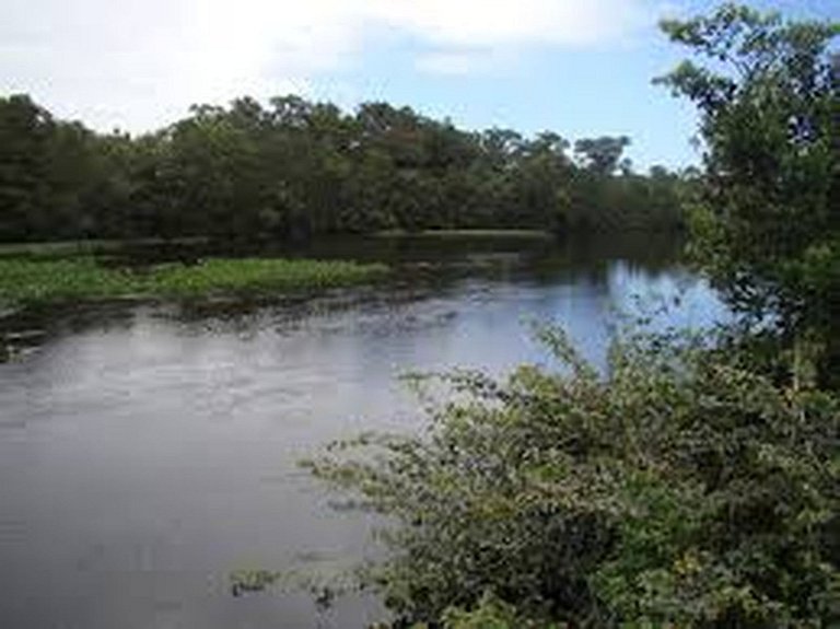 Bertioga Boracéia Praia MataAtlântica Aluguel Imóvel Casa